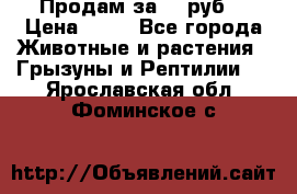 Продам за 50 руб. › Цена ­ 50 - Все города Животные и растения » Грызуны и Рептилии   . Ярославская обл.,Фоминское с.